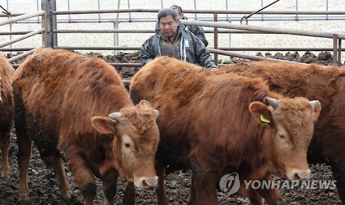 청주 보은 한우 이미지