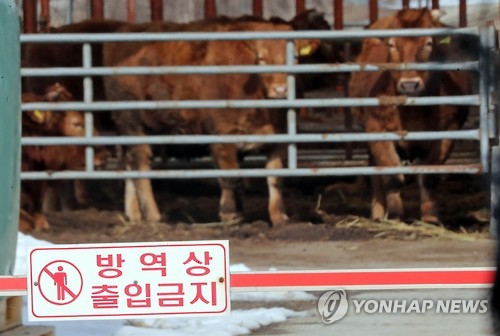 청주 보은 한우 이미지