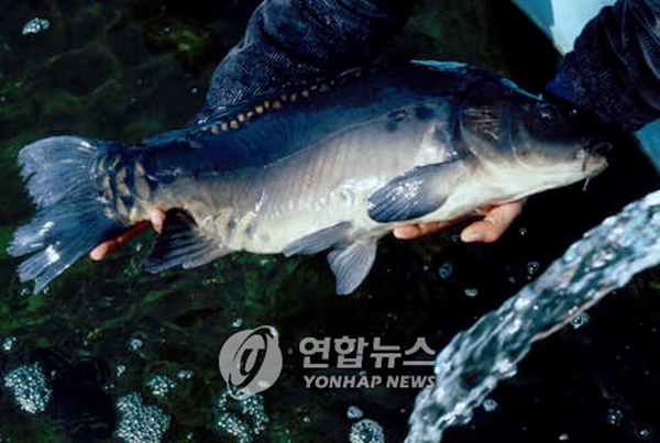 고향어로 이미지