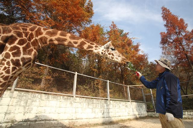 기린 이미지