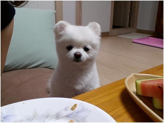 달리 이미지