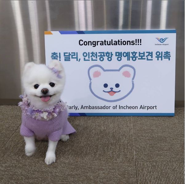 달리 이미지