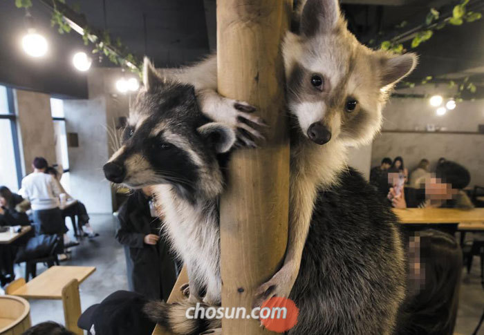 카페이어 이미지