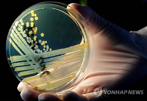 인류에 가장 위협적인 세균 12종..WHO '슈퍼버그' 목록 발표 - 연합뉴스