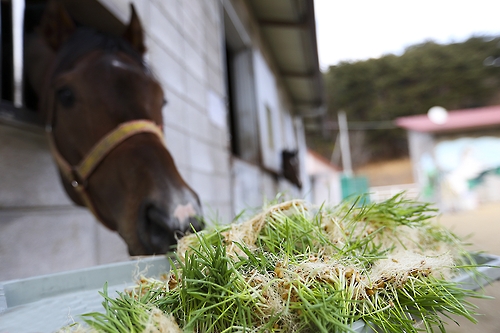 승마공원에 입주한 말들이 새싹이 갓 나온 봄 보리를 맛보고 있다.(성연재 기자)