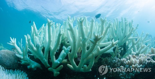 백화 이미지