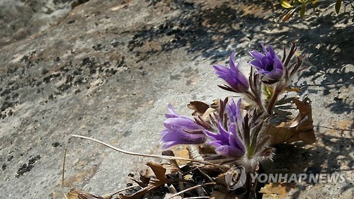 동강의품속 이미지