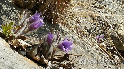 동강의품속 이미지