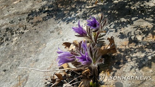 동강의품속 이미지