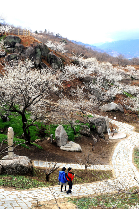 ◇봄은 눈, 향기, 촉감 등 그야말로 오감으로 마중할 수 있는 감각의 계절이다. 지리산자락 섬진강이 휘감아 도는 지역에는 이즈음 매화-산수슈 등 화사한 봄꽃시즌이 시작됐다. 사진은 광양 매화마을 청매실농원의 산책로 풍광.