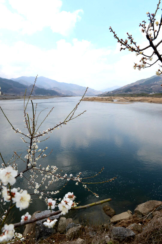 섬진강변에 피어난 매화