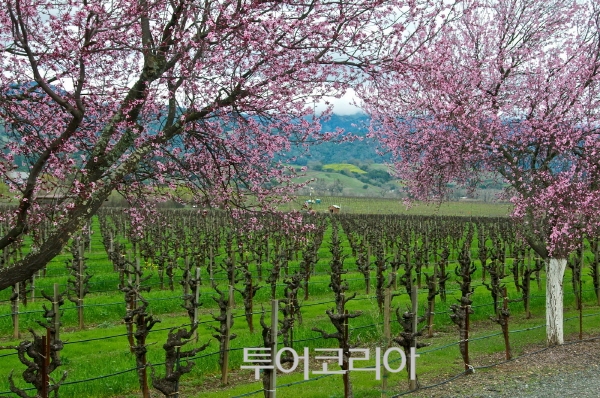 캘리포니아관광호텔 이미지