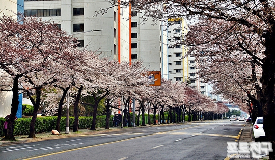 벚꽃길 이미지