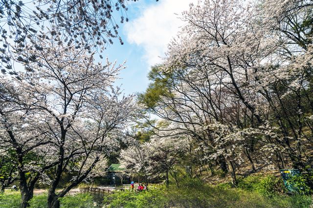 벚꽃이 만개한 남산 둘레길. 한국관광공사 제공.