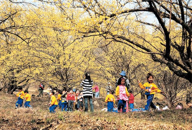 산수유가 만개한 '산수유마을 둘레길'.  한국관광공사 제공.