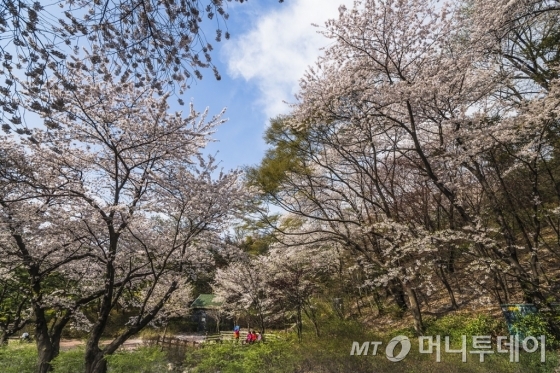벚꽃이 가득 핀 남산둘레길의 남측순환로/사진제공=한국관광공사