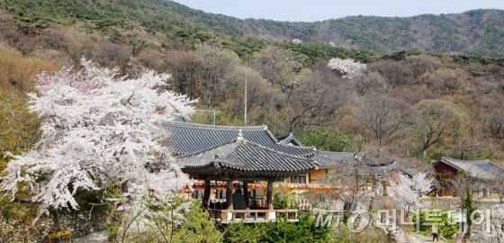 충남 서산 서산아라메길1코스에서 만나는 개심사는 4월 벚꽃의 향연이 펼쳐진다. /사진제공=한국관광공사