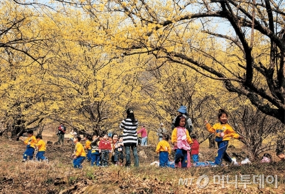 이천시 원적산둘레길에선 산수유축제가 열린다. /사진제공=한국관광공사