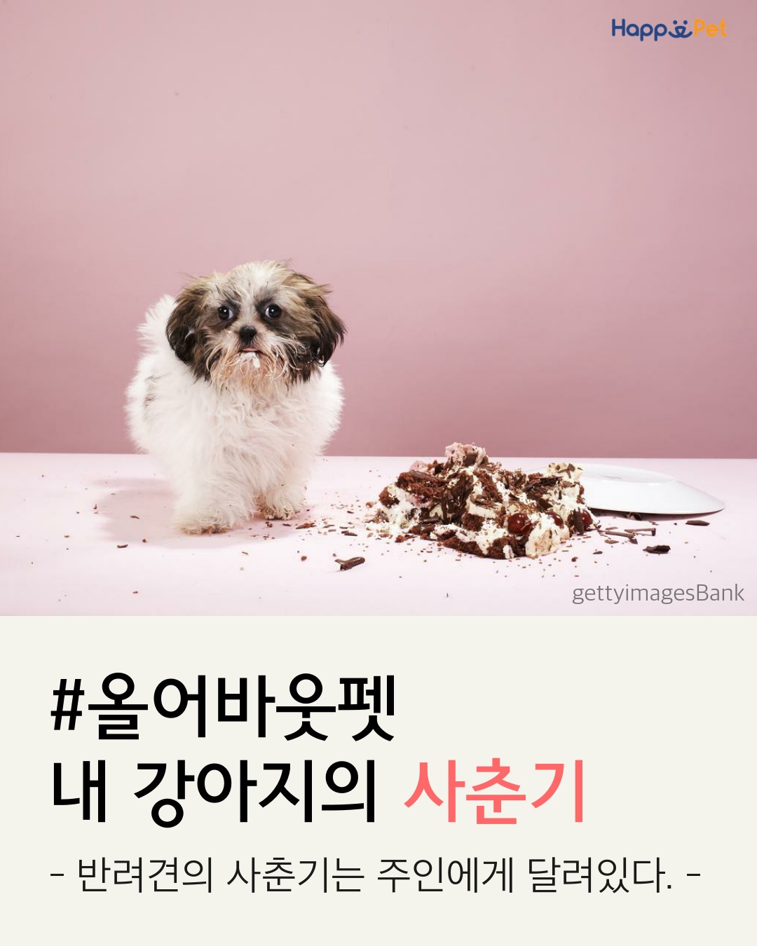 올어바웃펫 이미지