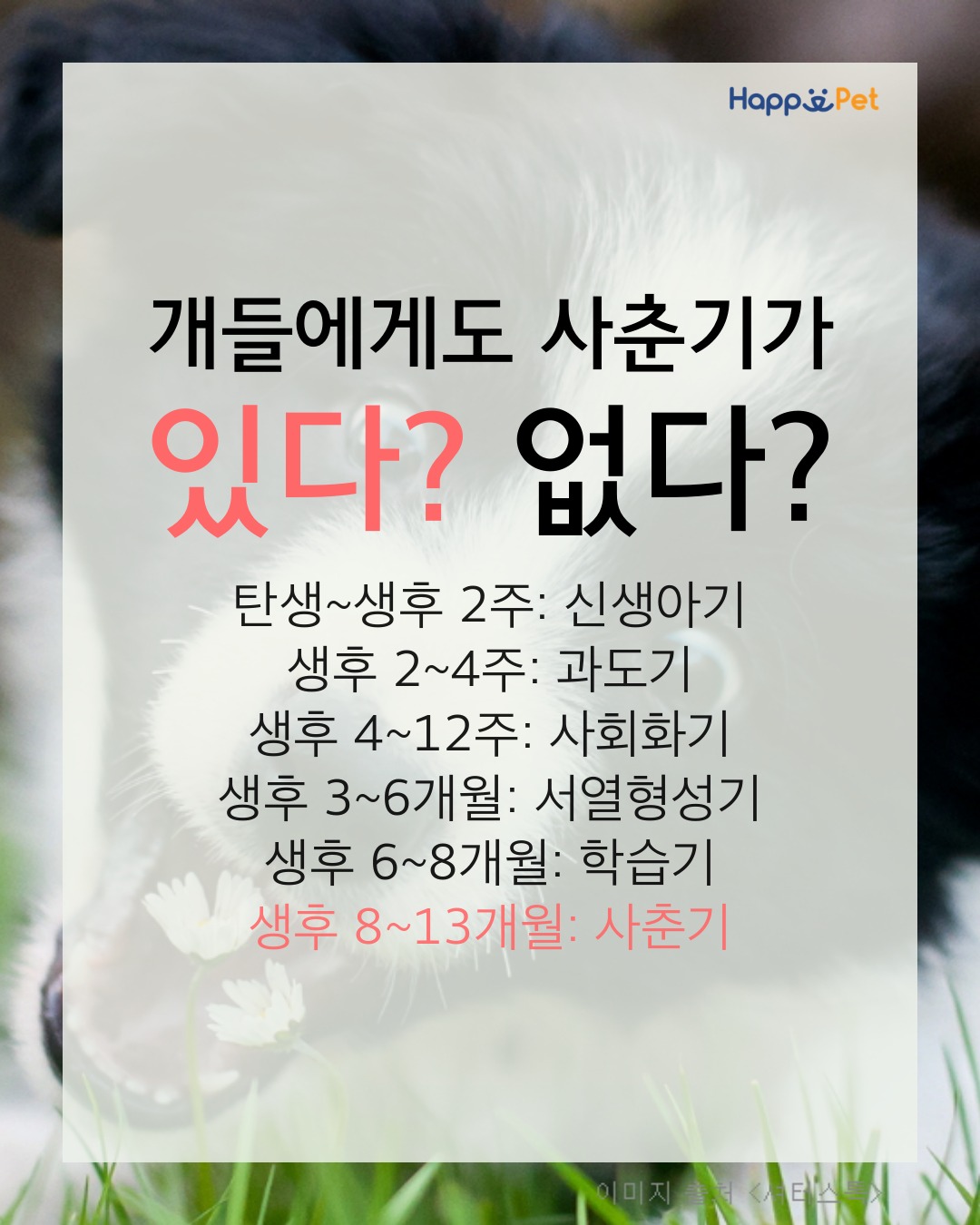 올어바웃펫 이미지