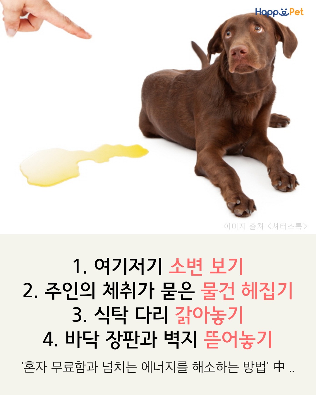 올어바웃펫 이미지