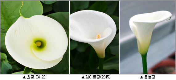 칼라 이미지