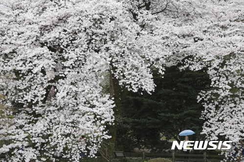 고엔 이미지