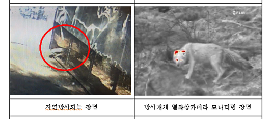 여우야 이미지