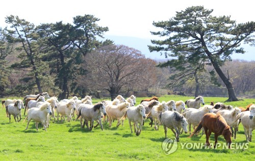 제주마 올해 첫 방목