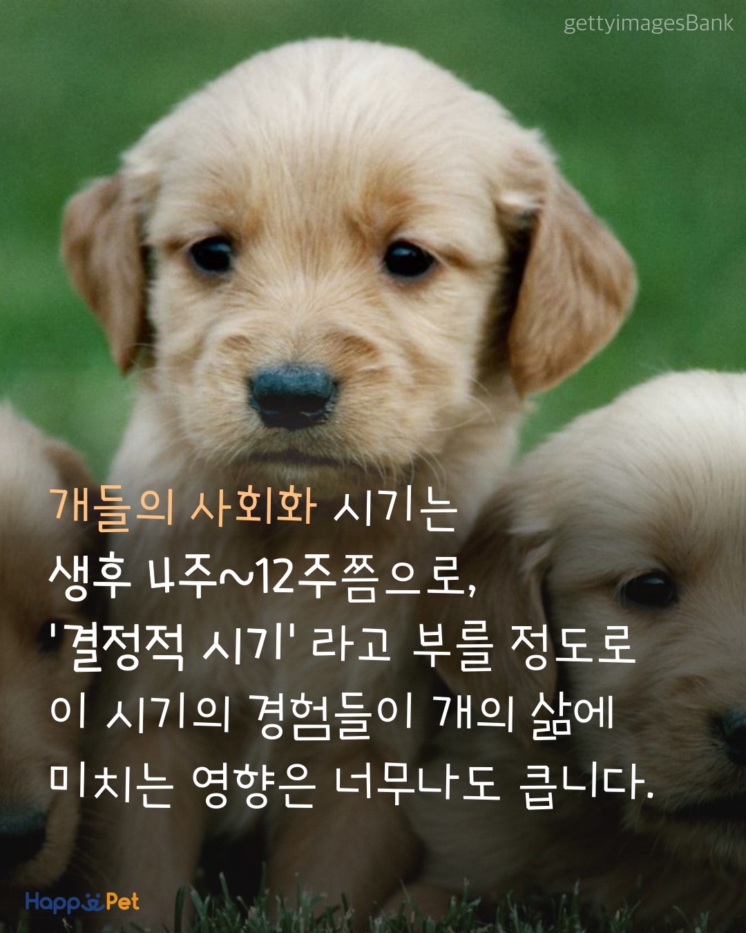 올어바웃펫 이미지