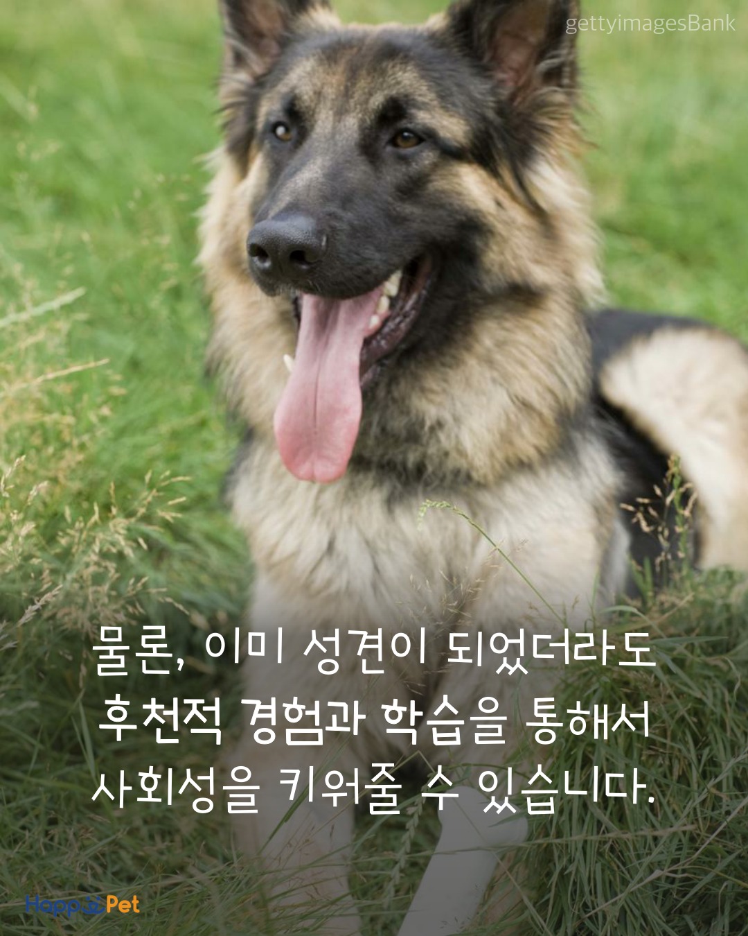 올어바웃펫 이미지