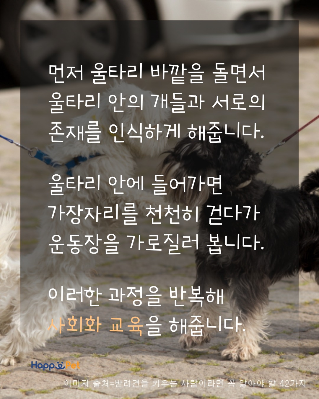 올어바웃펫 이미지