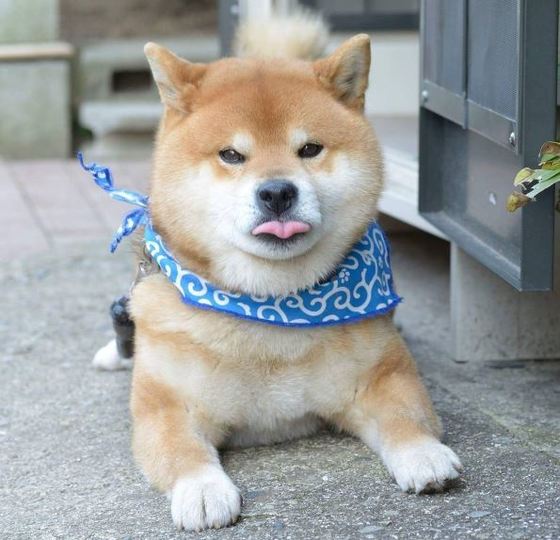 류지 이미지