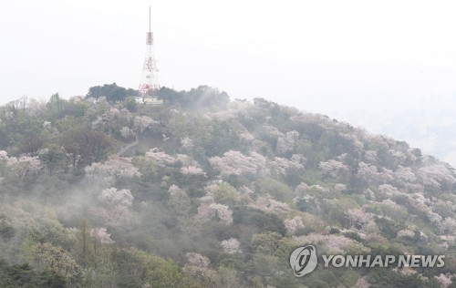 벚꽃사이로 이미지
