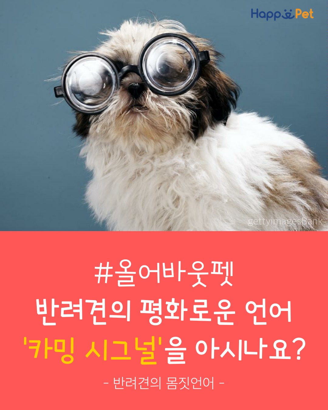 올어바웃펫 이미지