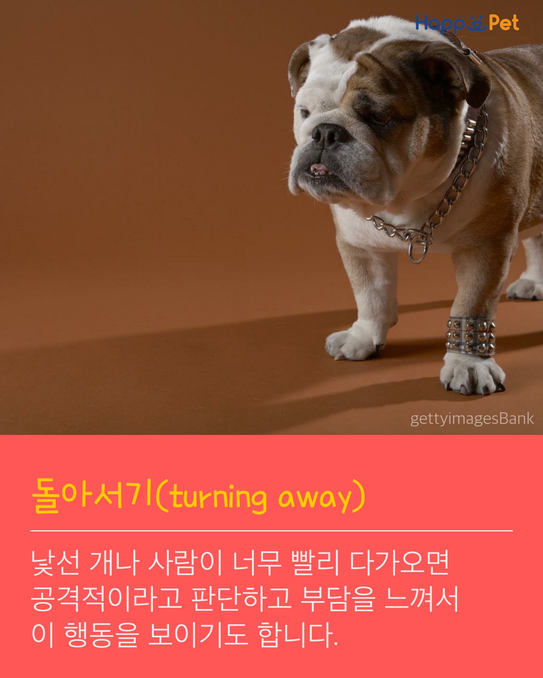 올어바웃펫 이미지