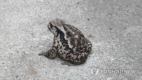 두꺼비 이미지