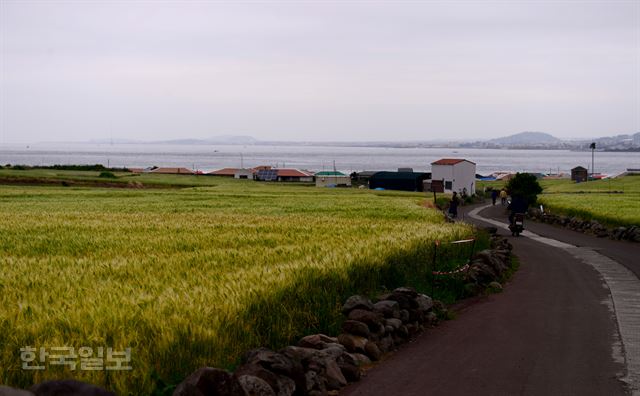 청보리밭은 곧 황금들판으로 변신한다.