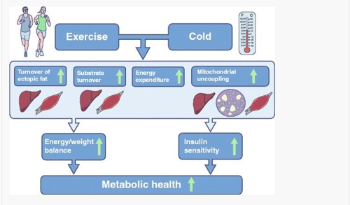 [리흐턴벨트 교수팀이 2016년 11월 유럽당뇨병학회지 '당뇨병학(Diabetologia)에 게재한 별도 논문 '난방열 조절을 통한 성인당뇨 관리'에서 캡처]