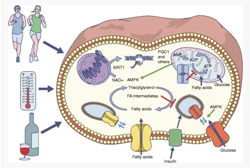 [리흐턴벨트 교수팀이 2016년 11월 유럽당뇨병학회지 '당뇨병학(Diabetologia)에 게재한 별도 논문 '난방열 조절을 통한 성인당뇨 관리'에서 캡처]