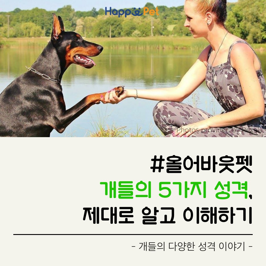 올어바웃펫 이미지