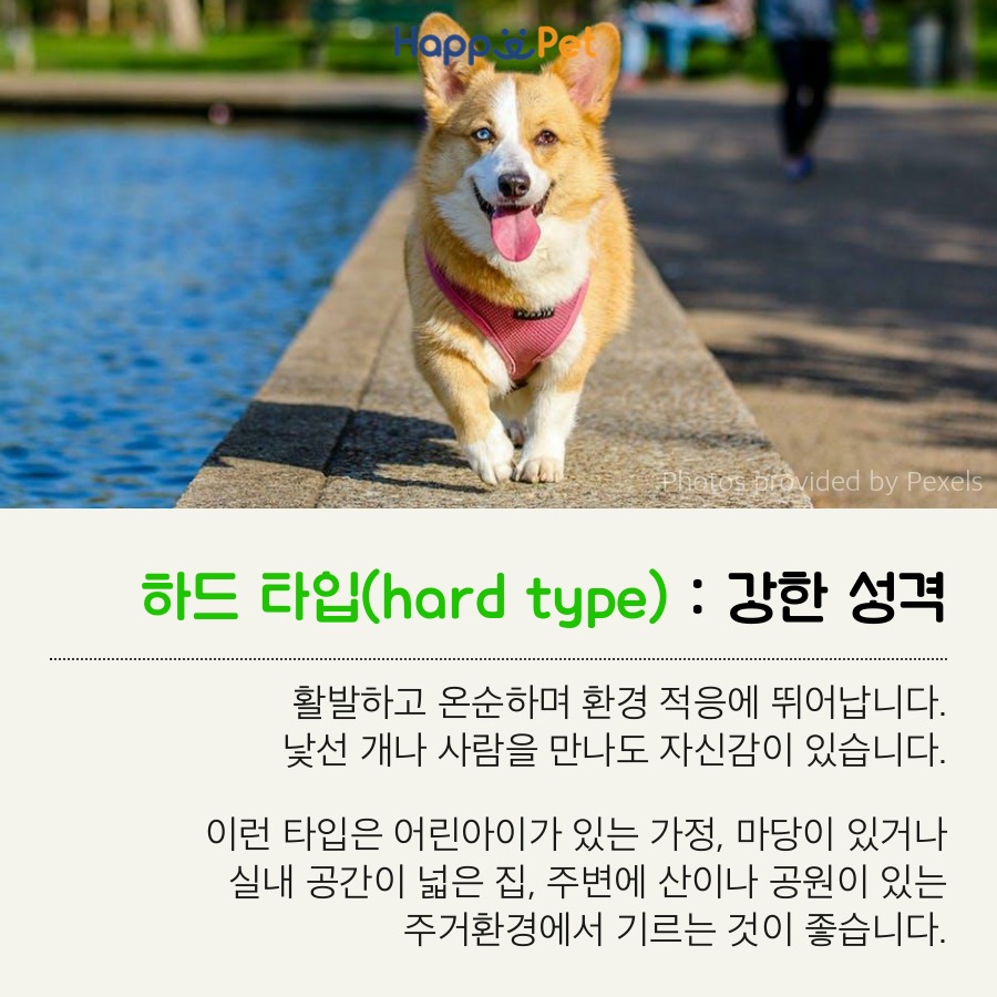 올어바웃펫 이미지