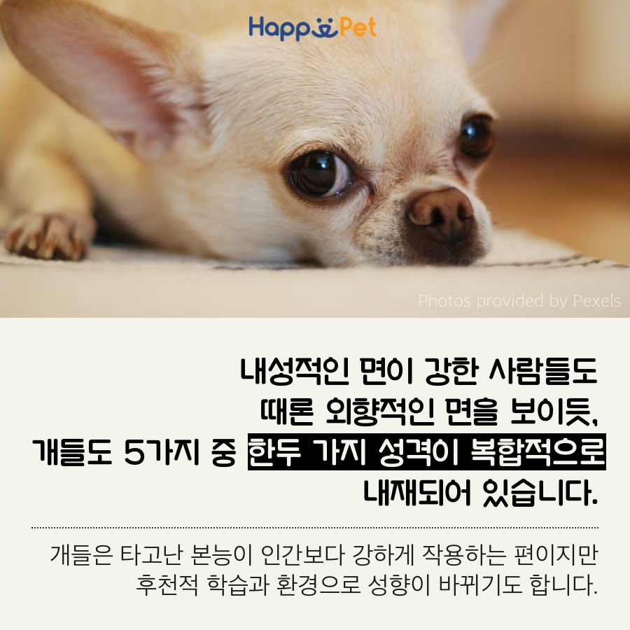 올어바웃펫 이미지