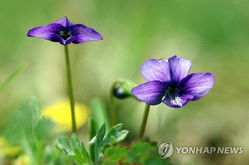 하루byH 이미지