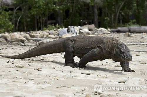 코모도 이미지