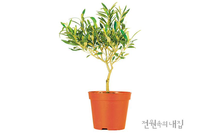 올리브테라스 이미지