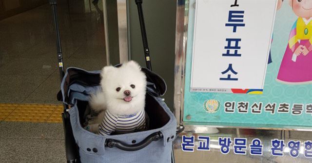스타견 이미지