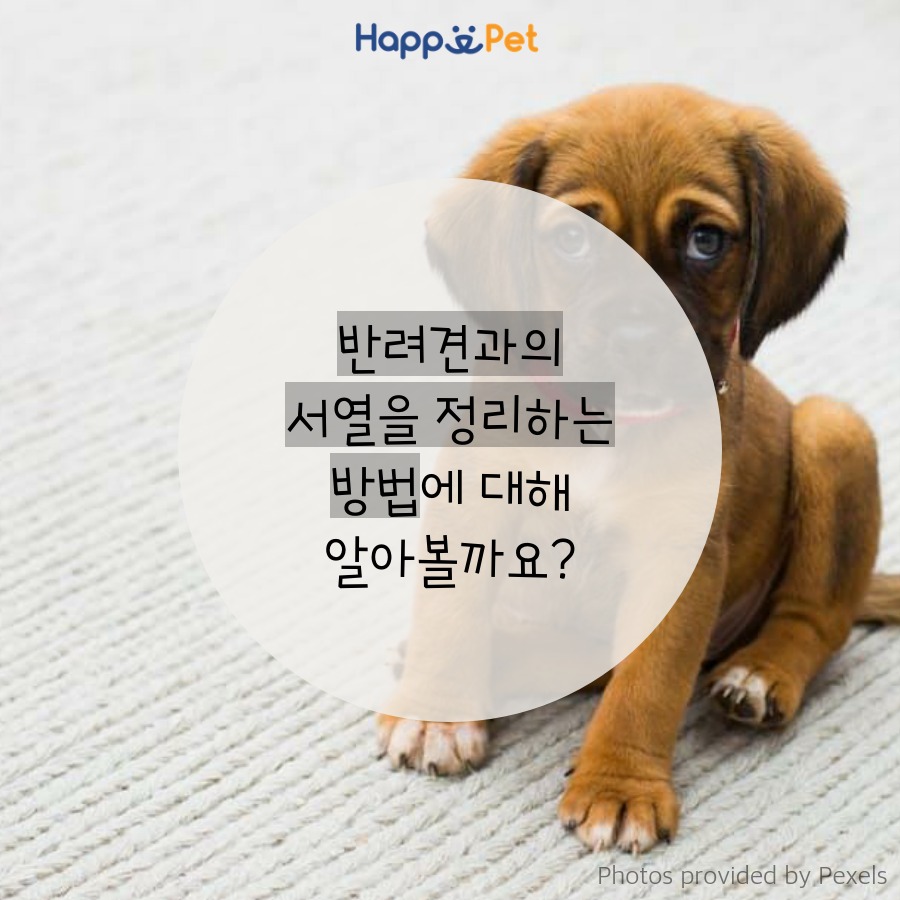 올어바웃펫 이미지