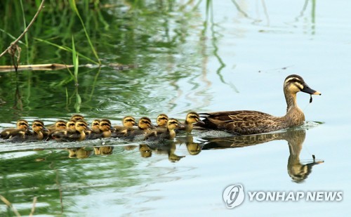 껌딱지네 이미지