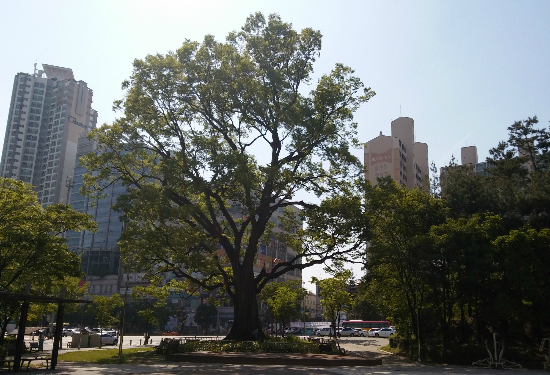 느티나무 이미지